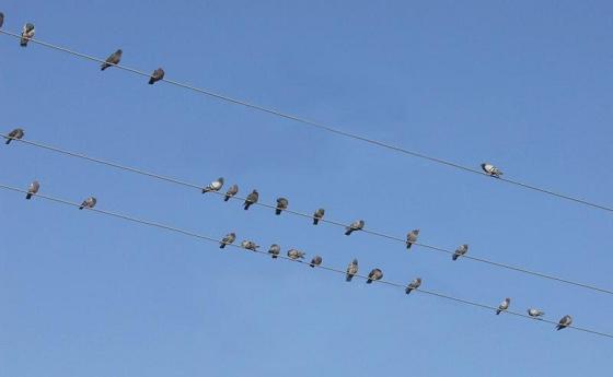 Birds standing on the power lines